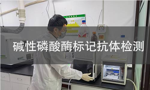 碱性磷酸酶标记抗体检测