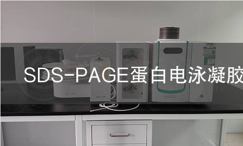 SDS-PAGE蛋白电泳凝胶检测