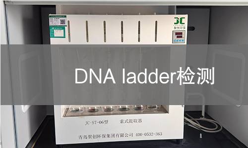 DNA ladder检测