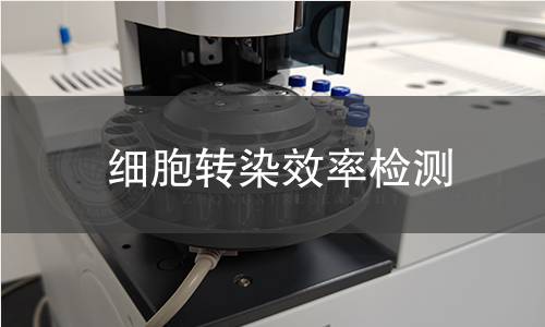 细胞转染效率检测