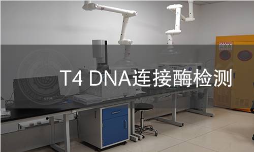 T4 DNA连接酶检测
