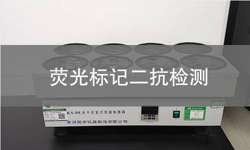 荧光标记二抗检测