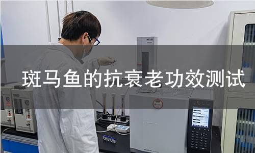斑马鱼的抗衰老功效测试