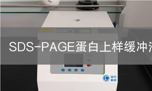 SDS-PAGE蛋白上样缓冲液检测