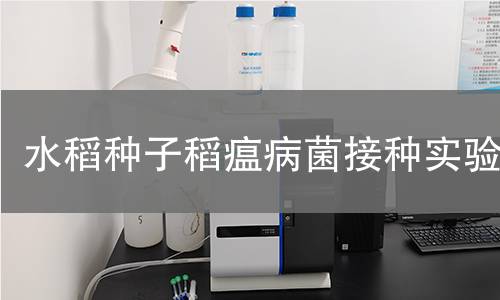 水稻种子稻瘟病菌接种实验